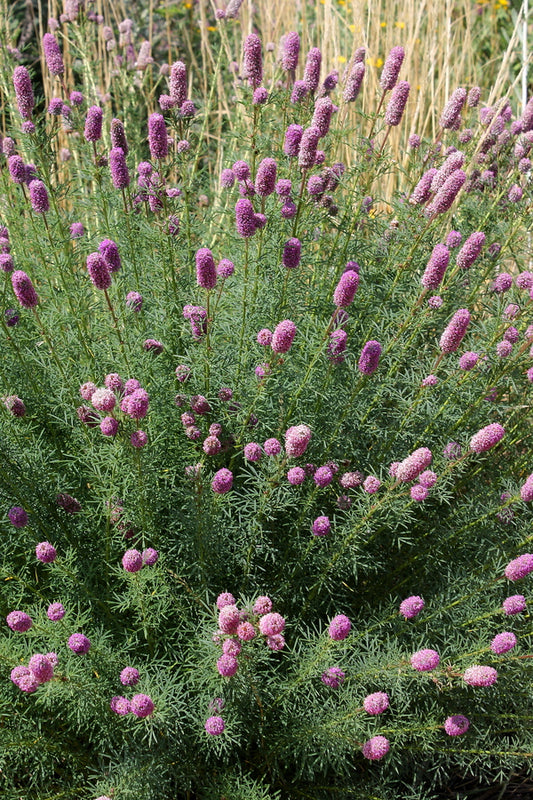 Image of Dalea purpurea taken at Denver Botanic Gdn, CO by JLBG