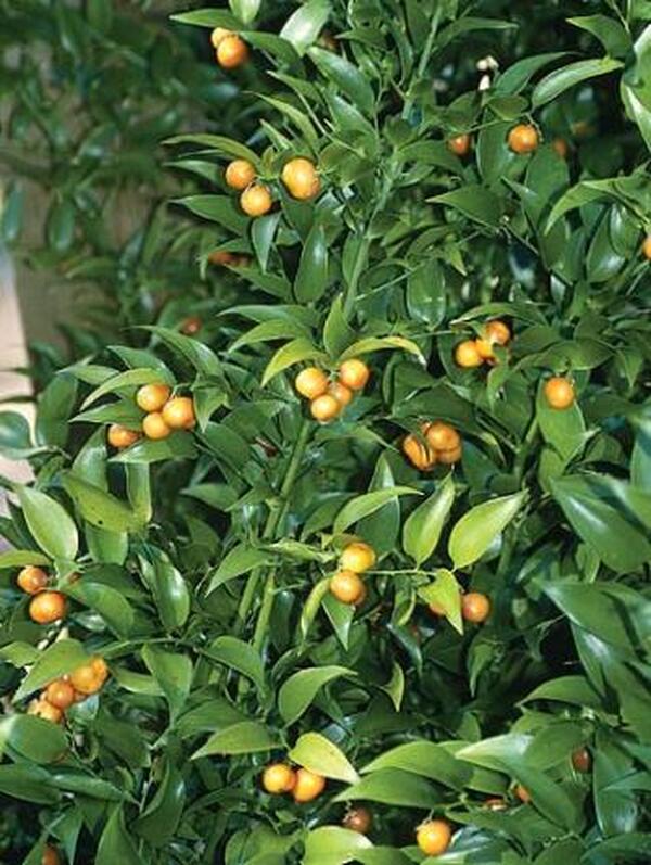 Image of Danae racemosa taken at Juniper Level Botanic Gdn, NC by JLBG