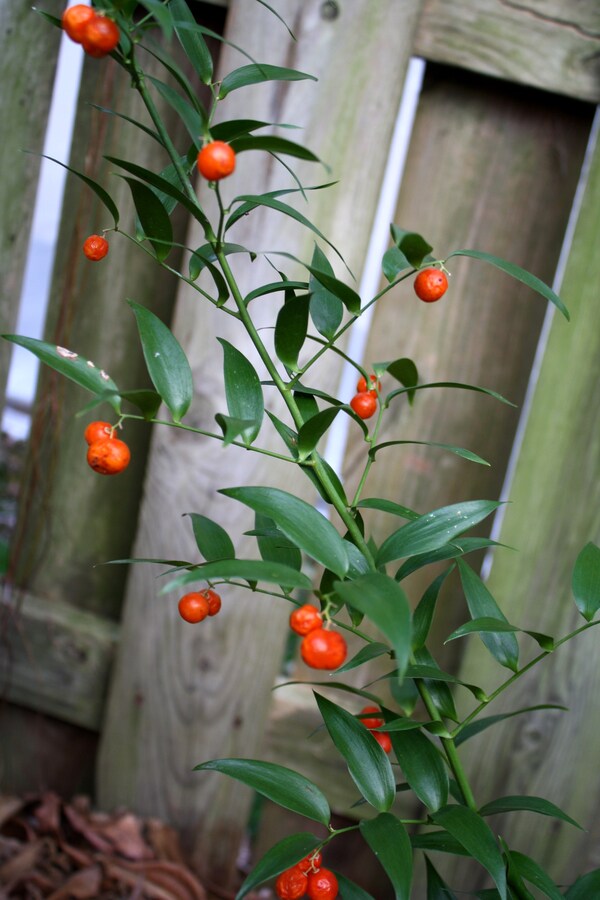 Image of Danae racemosa