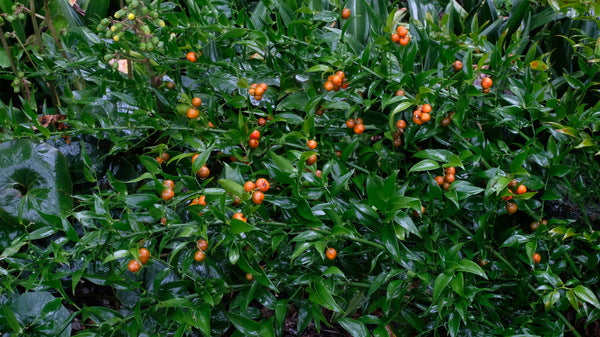Image of Danae racemosa taken at Juniper Level Botanic Gdn, NC by JLBG