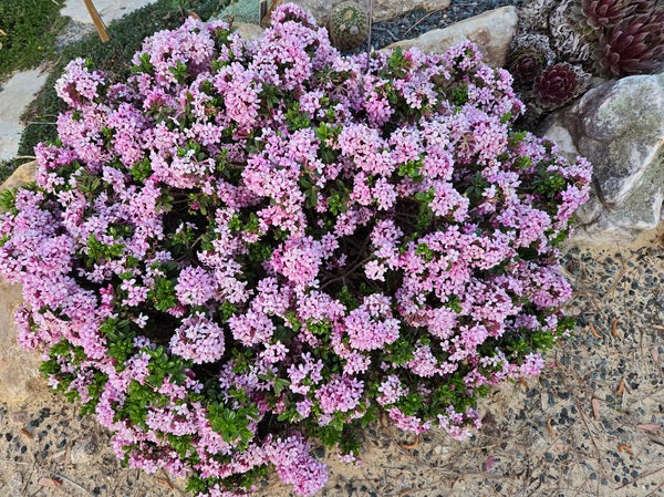 Image of Daphne x napolitana 'Bramdean' taken at Juniper Level Botanic Gdn, NC by JLBG