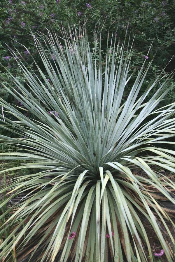 Image of Dasylirion berlandieri var berlandieri