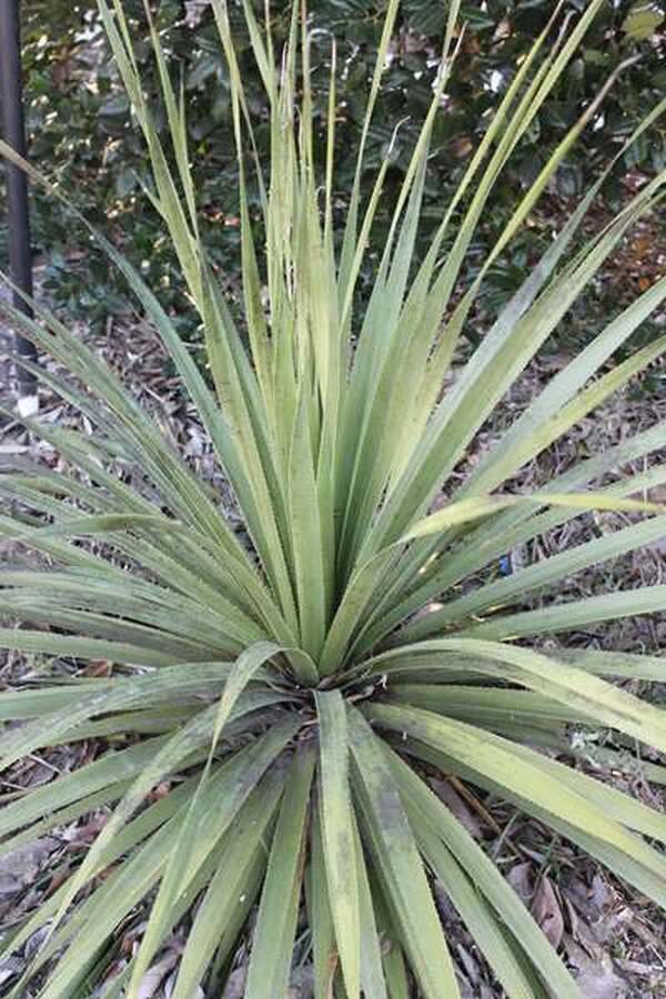 Image of Dasylirion gentryi