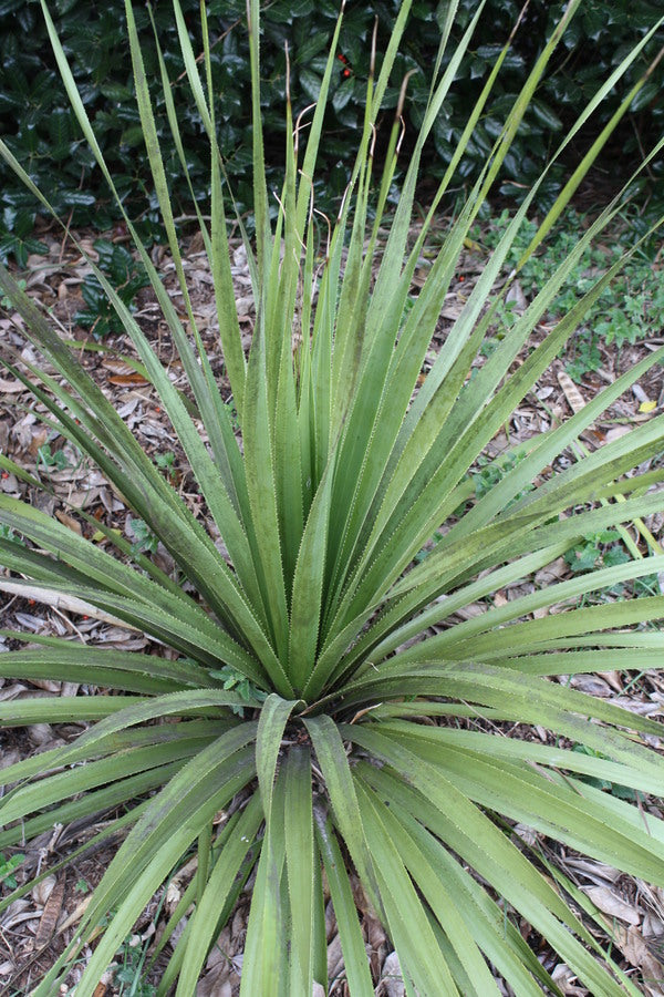 Image of Dasylirion gentryi taken at Juniper Level Botanic Gdn, NC by JLBG