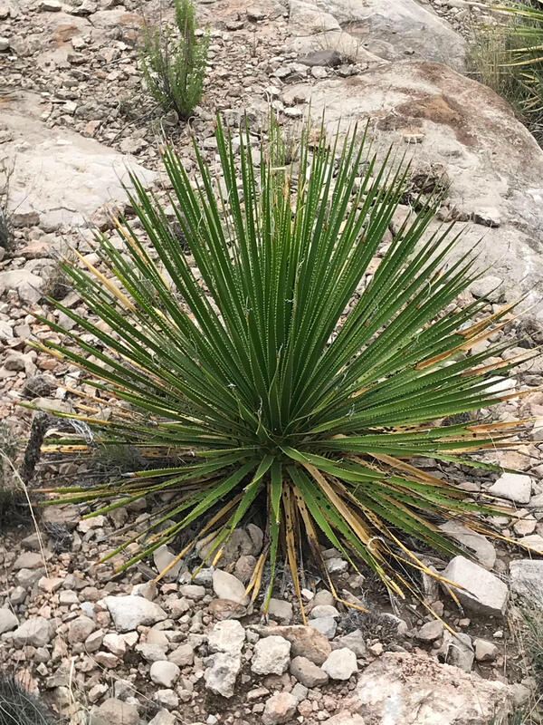 Image of Dasylirion leiophyllum 'Chaves' taken at Chaves County, New Mexico by D. Salman