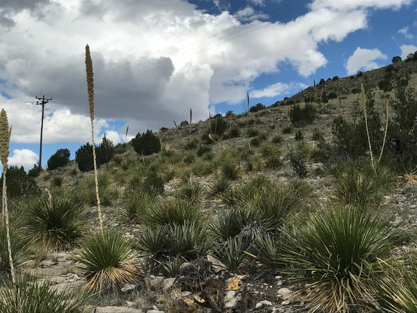 Image of Dasylirion leiophyllum 'Chaves' taken at Chaves Co., New Mexico by D. Salman