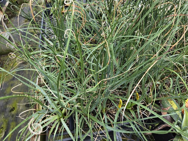 Image of Dasylirion micropterum taken at Juniper Level Botanic Gdn, NC by JLBG