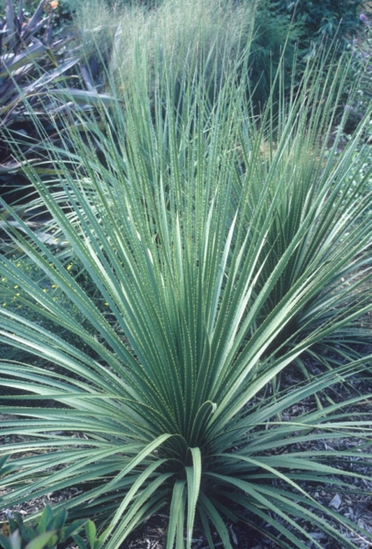 Image of Dasylirion texanum coll. #D28-15