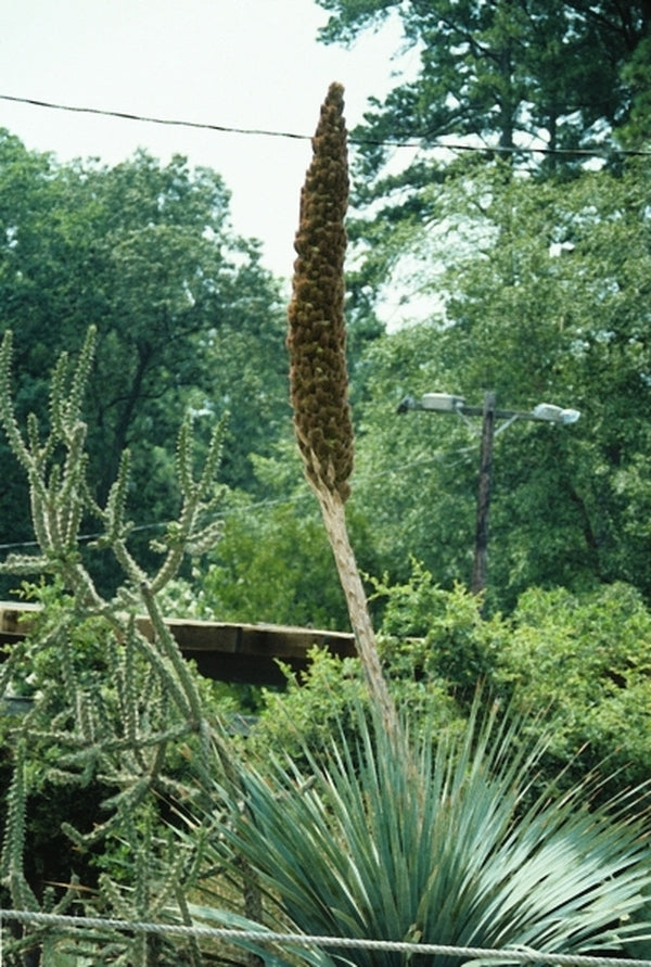Image of Dasylirion wheeleri taken at NC State Fair