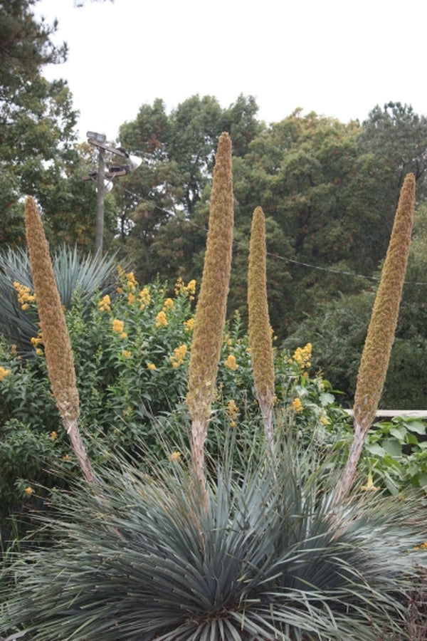 Image of Dasylirion wheeleri taken at NC State Fair