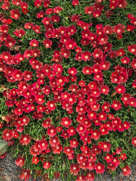 Image of Delosperma 'Dancing Embers' PP36547 taken at Juniper Level Botanic Gdn, NC by JLBG