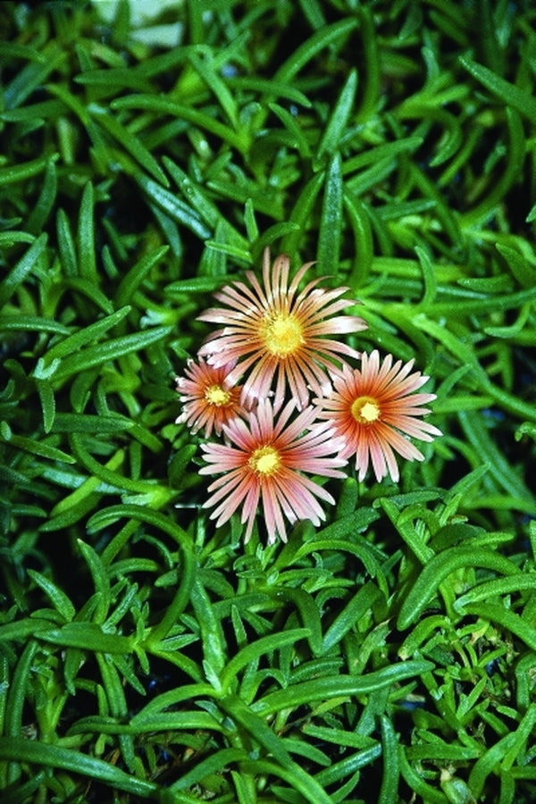 Image of Delosperma 'Kelaidis' taken at Juniper Level Botanic Gdn, NC by JLBG
