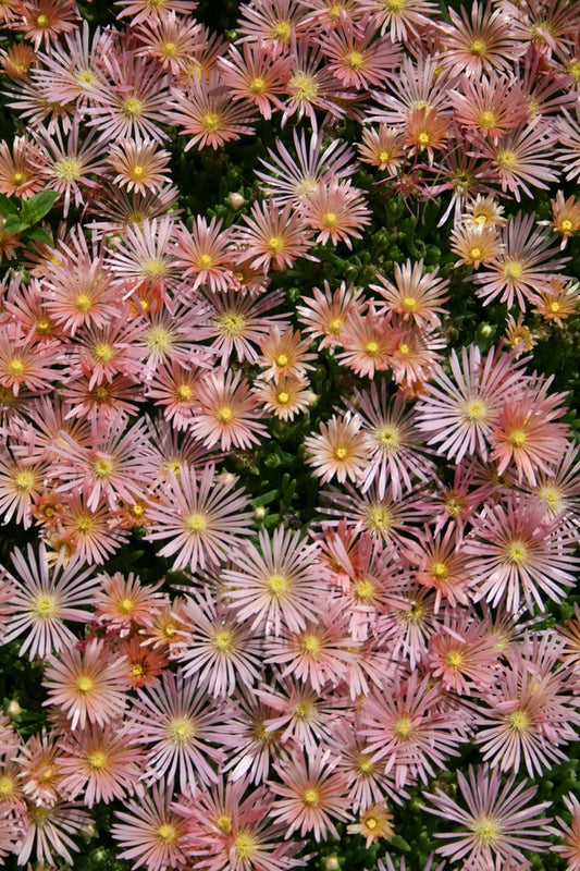 Image of Delosperma 'Kelaidis' taken at Juniper Level Botanic Gdn, NC by JLBG