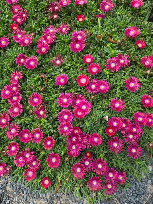 Image of Delosperma 'Razzle Dazzle' PPAF taken at Juniper Level Botanic Gdn, NC by JLBG