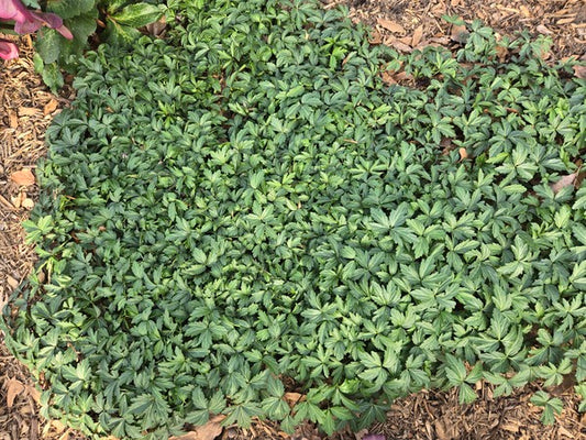Image of Dentaria 'Little Lumpkin' taken at Juniper Level Botanic Gdn, NC by JLBG