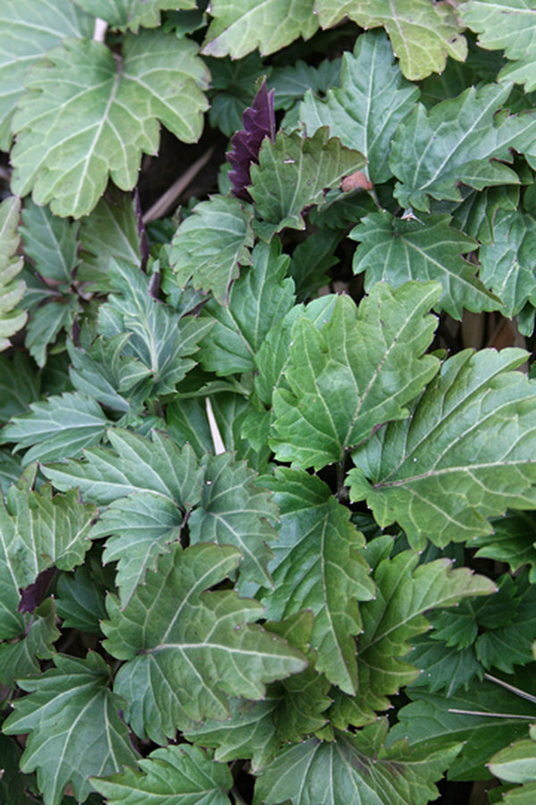 Image of Dentaria diphylla 'Bama Jama' taken at Juniper Level Botanic Gdn, NC by JLBG