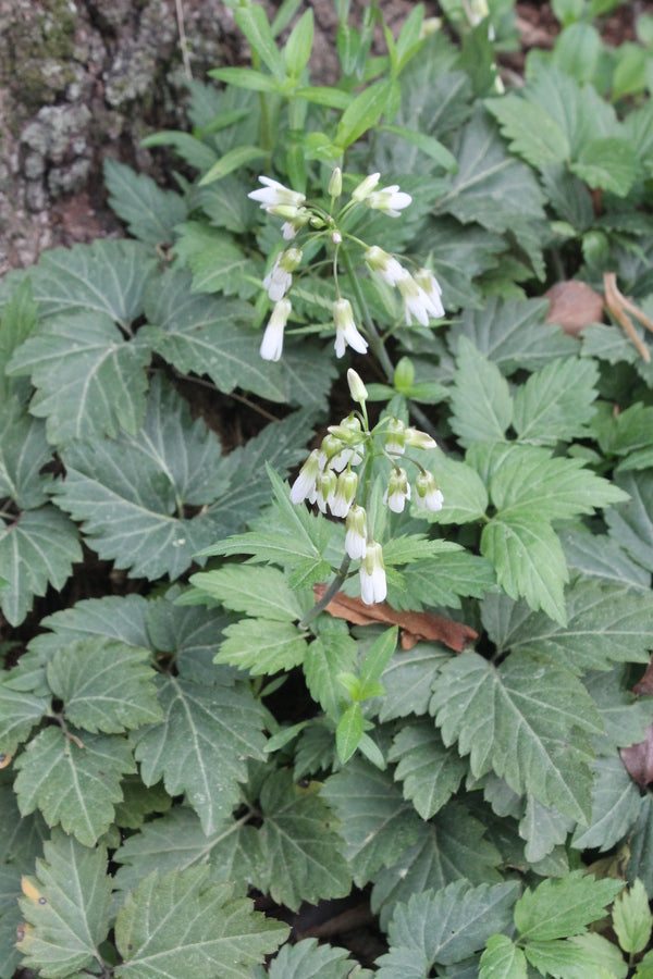 Image of Dentaria diphylla 'Bama Jama' taken at Juniper Level Botanic Gdn, NC