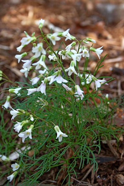 Learn about Dentaria dissecta 'Dental Floss' | Dental Floss Cutleaf  Toothwort