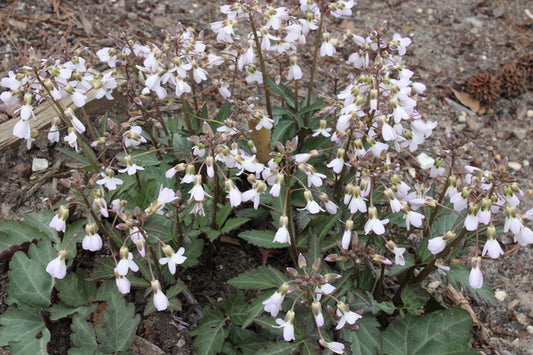 Image of Dentaria heterophylla 'White Sprite'