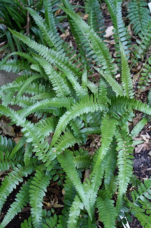 Image of Deparia lobato-crenata taken at Juniper Level Botanic Gdn, NC