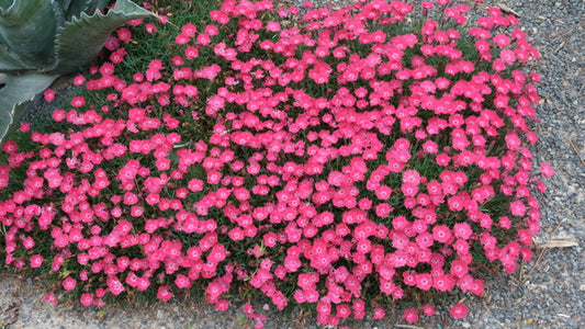 Image of Dianthus 'Cherry Charm' PP 30,871 taken at Juniper Level Botanic Gdn, NC by JLBG