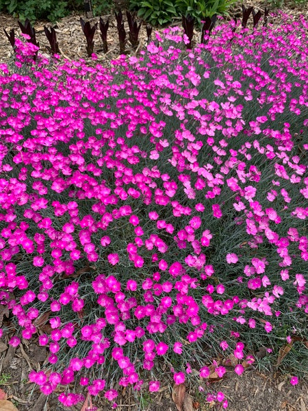 Image of Dianthus 'Feuerhexe' taken at Juniper Level Botanic Gdn, NC by Lidia Churakova