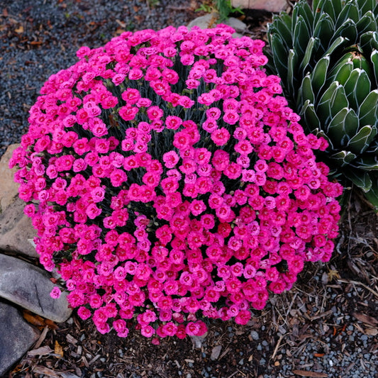 Image of Dianthus 'Razzlepop' taken at Juniper Level Botanic Gdn, NC by JLBG