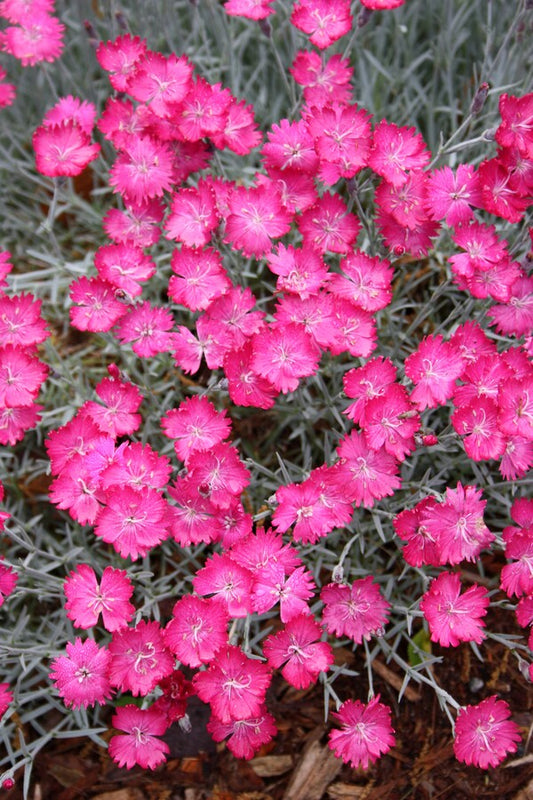 Image of Dianthus 'Wicked Witch' PP 19,824 taken at Juniper Level Botanic Gdn, NC by JLBG
