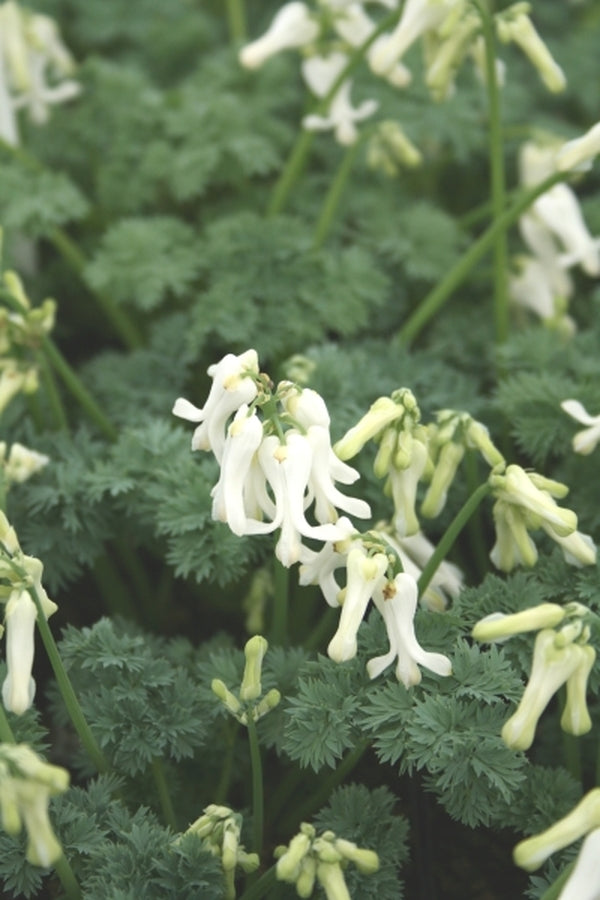 Image of Dicentra 'Ivory Hearts' PP 15,599 taken at Juniper Level Botanic Gdn, NC by JLBG