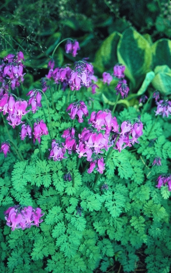 Image of Dicentra 'King of Hearts' taken at Terra Nova Nurseries, OR