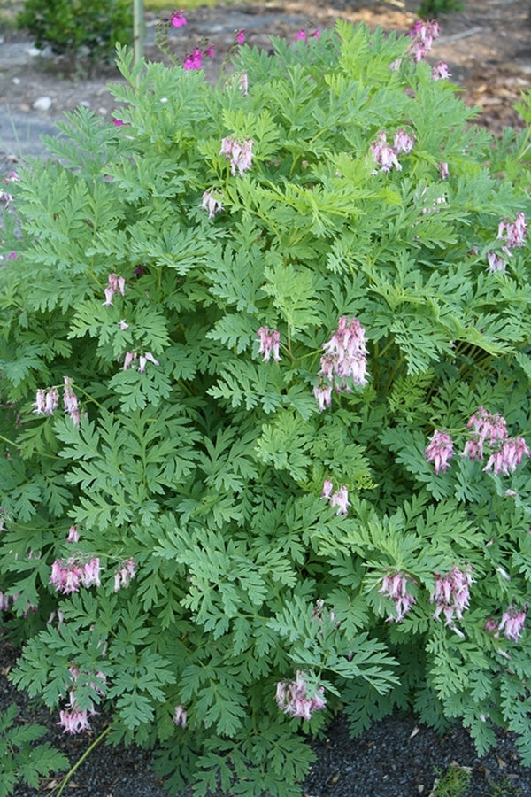 Image of Dicentra eximia 'Dolly Sods' taken at Juniper Level Botanic Gdn, NC by JLBG