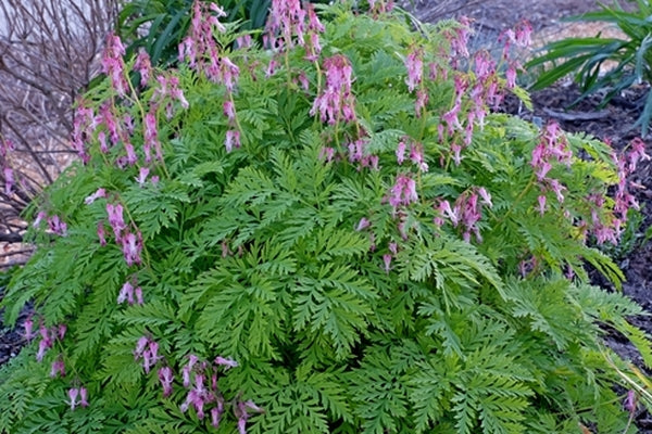 Image of Dicentra eximia 'Dolly Sods' taken at Juniper Level Botanic Gdn, NC by JLBG