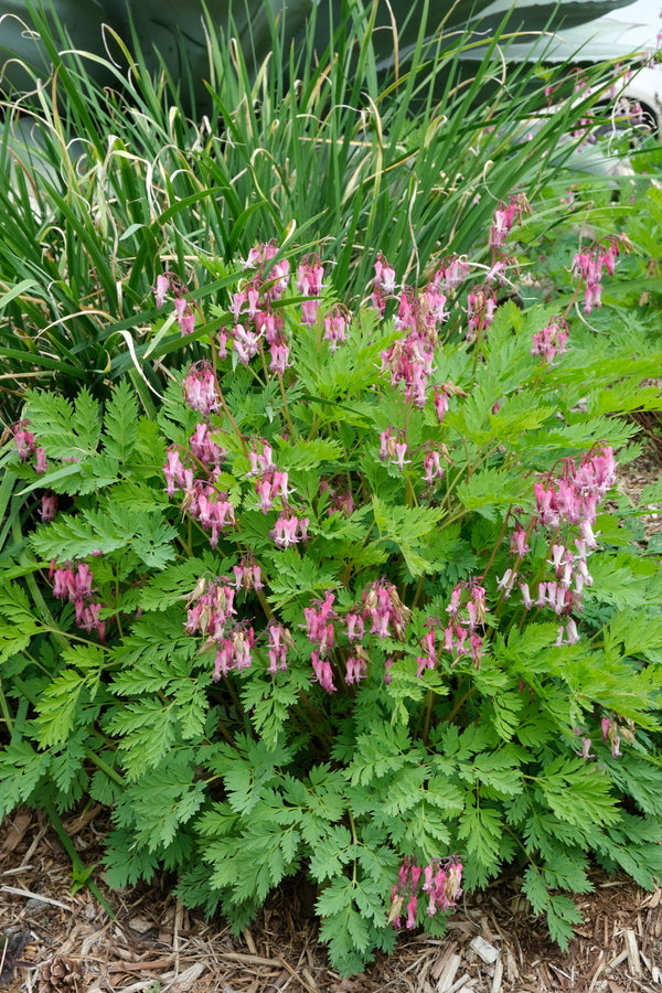 Image of Dicentra eximia 'Dolly Sods' taken at Juniper Level Botanic Gdn, NC by JLBG