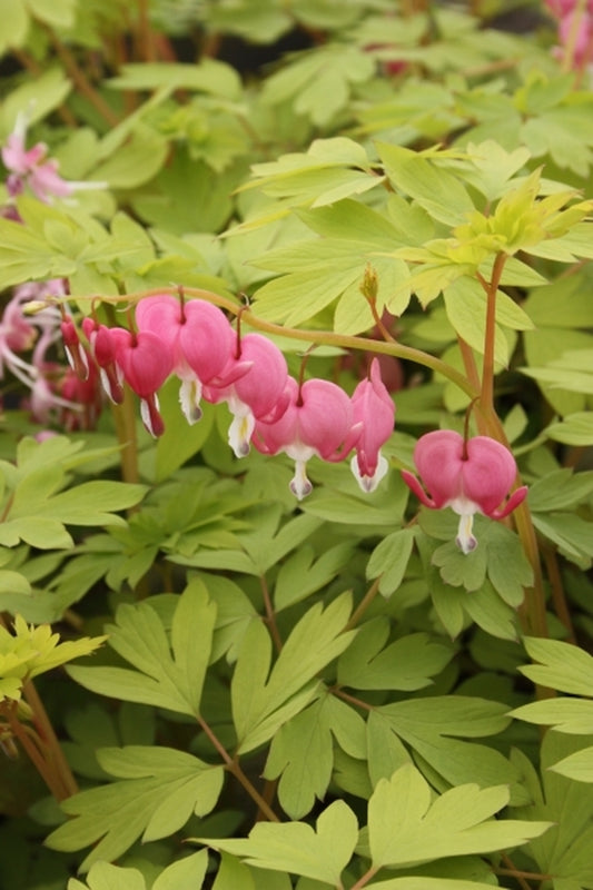 Image of Dicentra spectabilis 'Gold Heart' taken at Juniper Level Botanic Gdn, NC by JLBG
