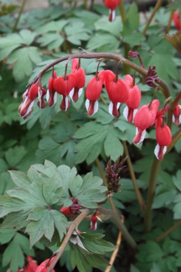 Dicentra spectabilis 'Valentine' 2L