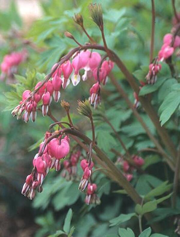Image of Dicentra spectabilis taken at Juniper Level Botanic Gdn, NC by JLBG