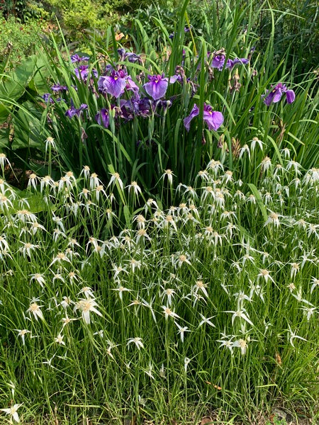 Image of Dichromena colorata taken at Juniper Level Botanic Gdn, NC by Lidia Churakova
