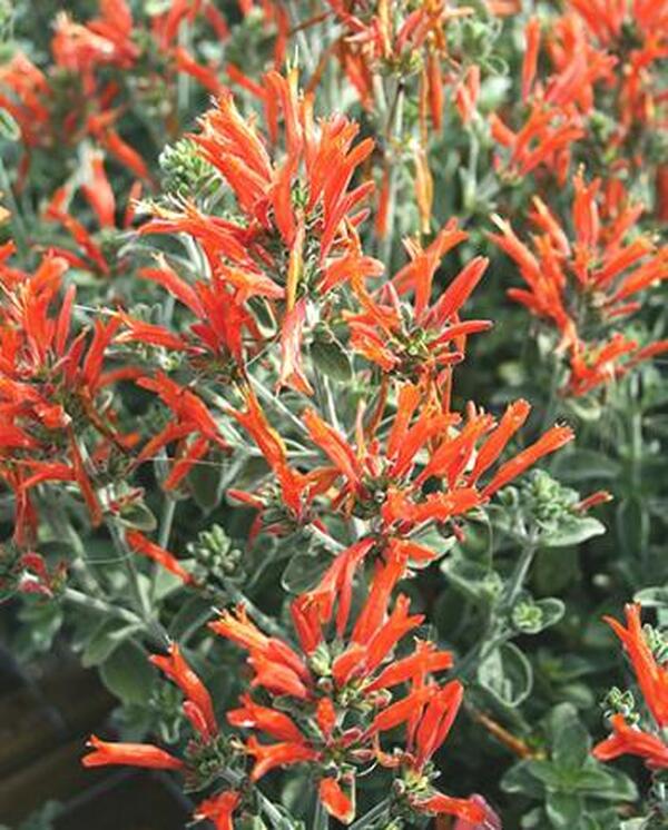 Image of Dicliptera suberecta taken at Juniper Level Botanic Gdn, NC by JLBG