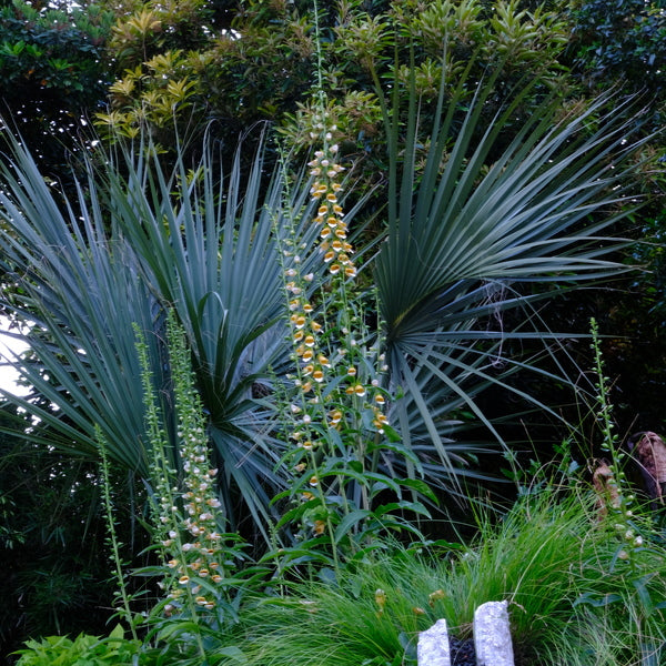 Image of Digitalis laevigata taken at Juniper Level Botanic Gdn, NC by JLBG