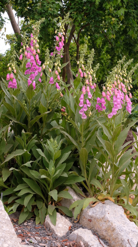 Image of Digitalis thapsi 'Spanish Peaks' taken at Juniper Level Botanic Gdn, NC by JLBG