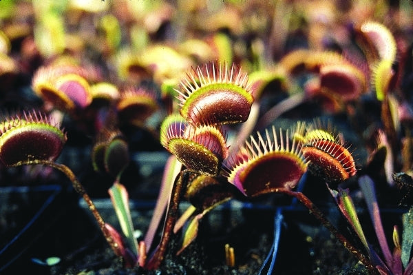 Image of Dionaea muscipula 'Akai Ryu' taken at Juniper Level Botanic Gdn, NC by JLBG