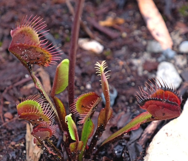 Image of Dionaea muscipula 'Akai Ryu' taken at Juniper Level Botanic Gdn, NC by JLBG