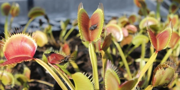 Image of Dionaea muscipula 'King Henry' taken at Juniper Level Botanic Gdn, NC by JLBG