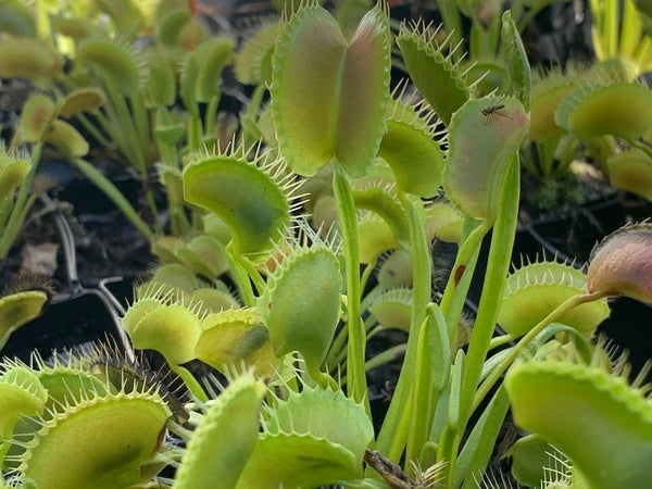 Image of Dionaea muscipula 'King Henry' taken at Juniper Level Botanic Gdn, NC by C. Hardison