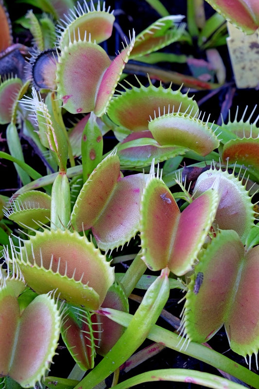 Image of Dionaea muscipula 'King Henry' taken at Juniper Level Botanic Gdn, NC by T. Avent