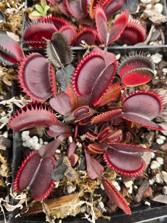 Image of Dionaea muscipula 'Red Piranha' taken at Juniper Level Botanic Gdn, NC by JLBG