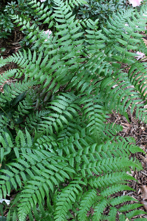 Image of Diplazium hachijoense 'Barbara Joe'