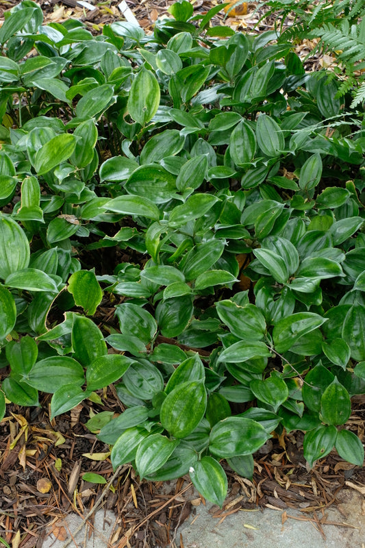 Image of Disporopsis arisanensis BSWJ1864 taken at Juniper Level Botanic Gdn, NC by JLBG