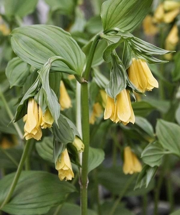 Image of Disporum flavens taken at Juniper Level Botanic Gdn, NC by JLBG
