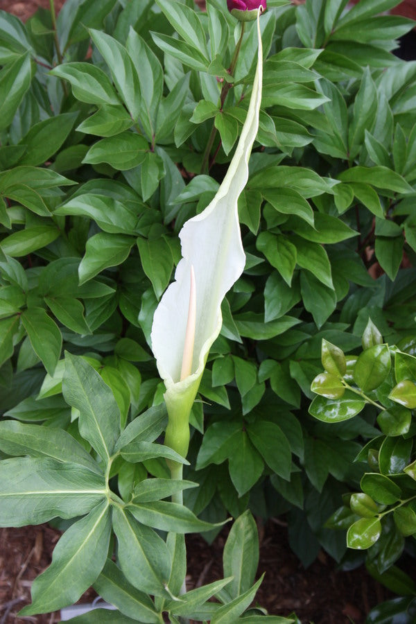 Image of Dracunculus canariensis taken at A. Galloway Gdn, NC by JLBG